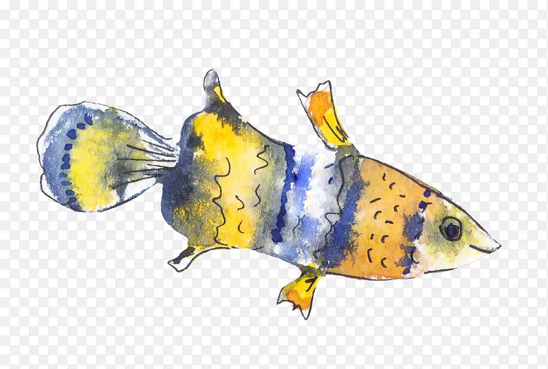 黄色尖嘴鱼