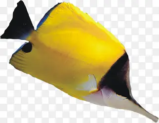 高清活动黄色尖嘴鱼