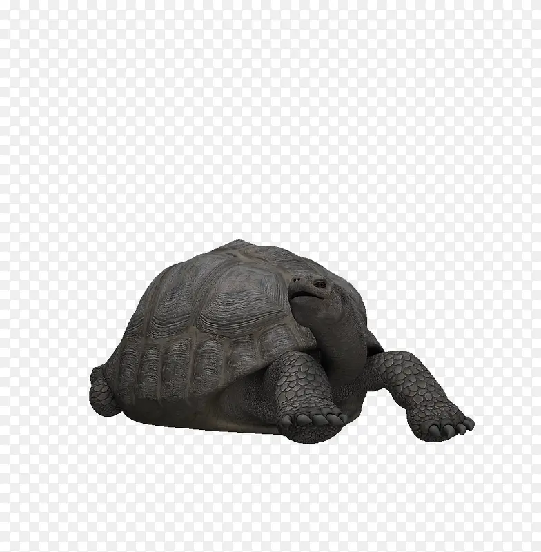 千年老龟PNG图片素材下载_图片编号yaxwpxkq-免抠素材网
