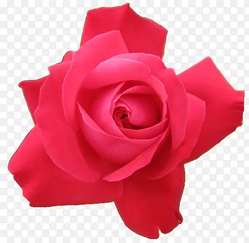 粉玫瑰花