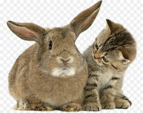 兔子和猫咪实拍