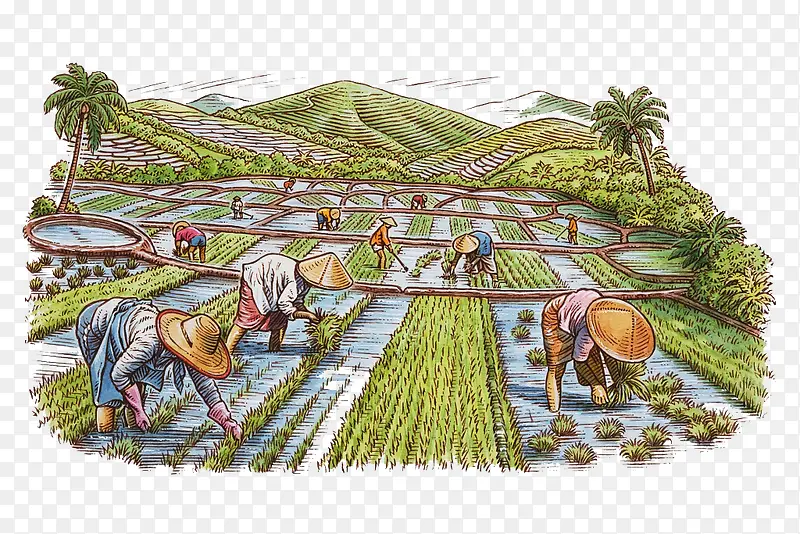 水彩插图农地种植水稻插秧插画