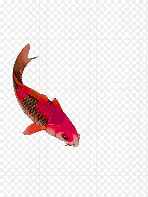 红色水彩鲤鱼装饰图案