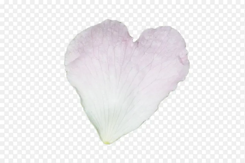 心形白色花瓣