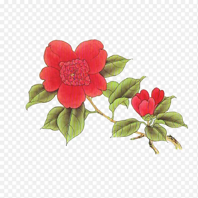 手绘一枝盛开的红色山茶花免抠