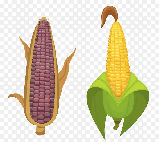左侧紫色玉米右侧黄色绿皮玉米
