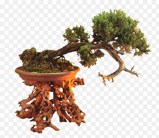 植物盆栽