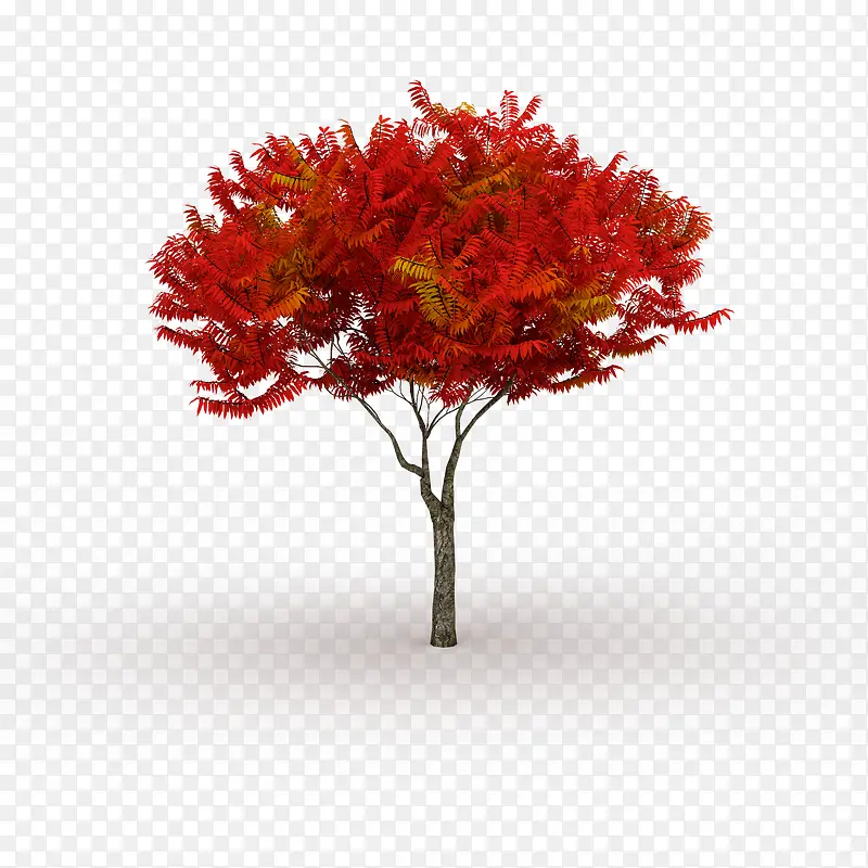 枫叶笔直红色叶子树木