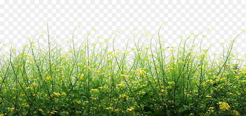 春天绿色装饰小草