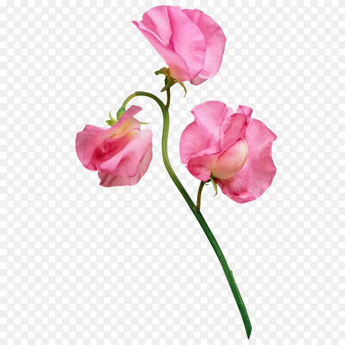 粉色鲜花