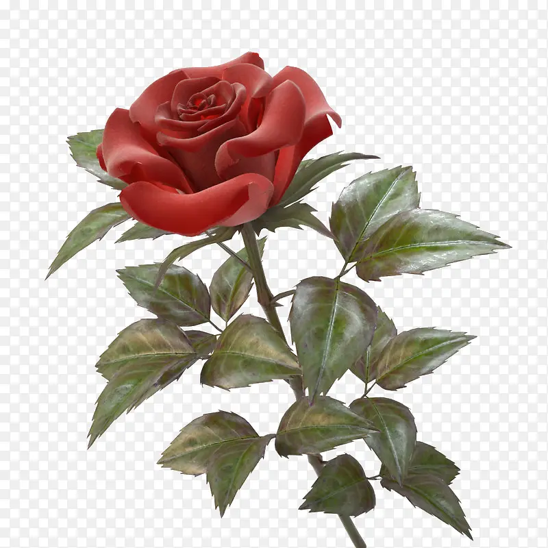 红色带刺花朵单支玫瑰
