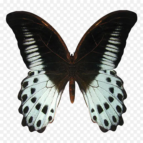 黑色斑点蝴蝶动图