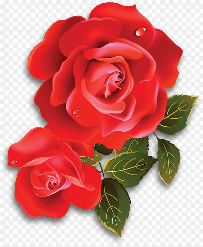 红色美丽水滴玫瑰花