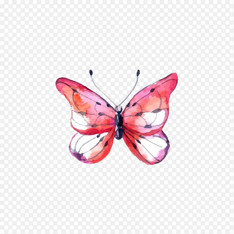 粉色的蝴蝶