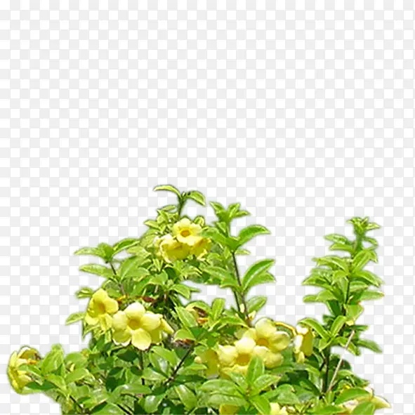 绿色植物PNG图片素材下载_图片编号yeojrpay-免抠素材网