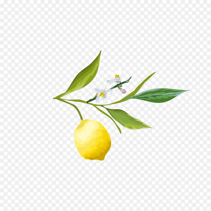 柠檬果免抠图下载