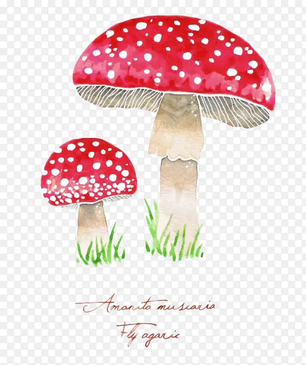两个红蘑菇