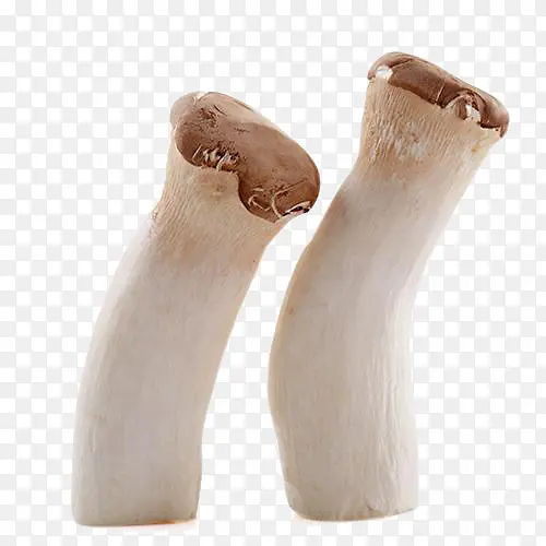 两个新鲜蘑菇