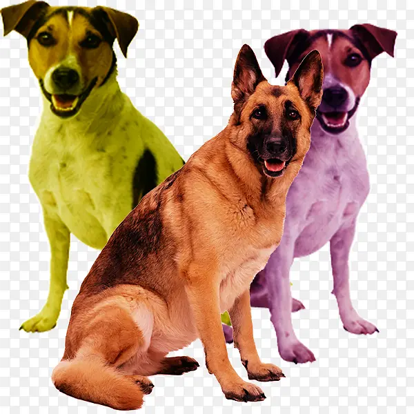 实物多种犬