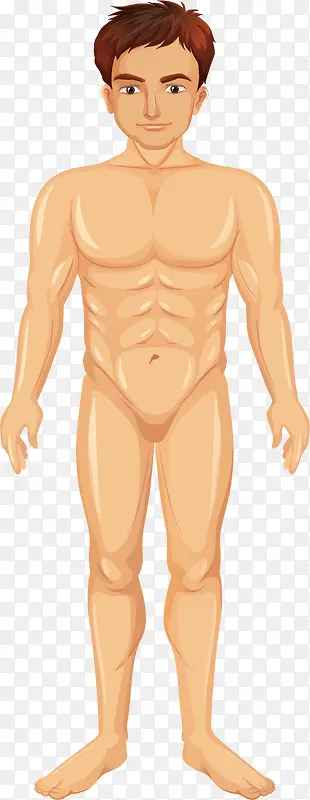 男性人体肌肉组织