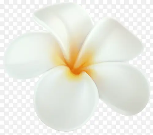 白色可爱的小花朵