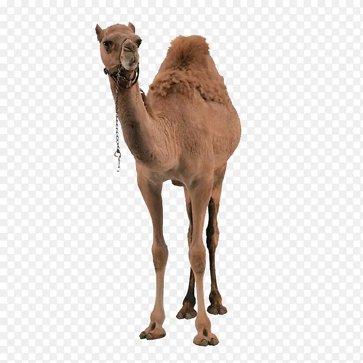 瘦小的骆驼