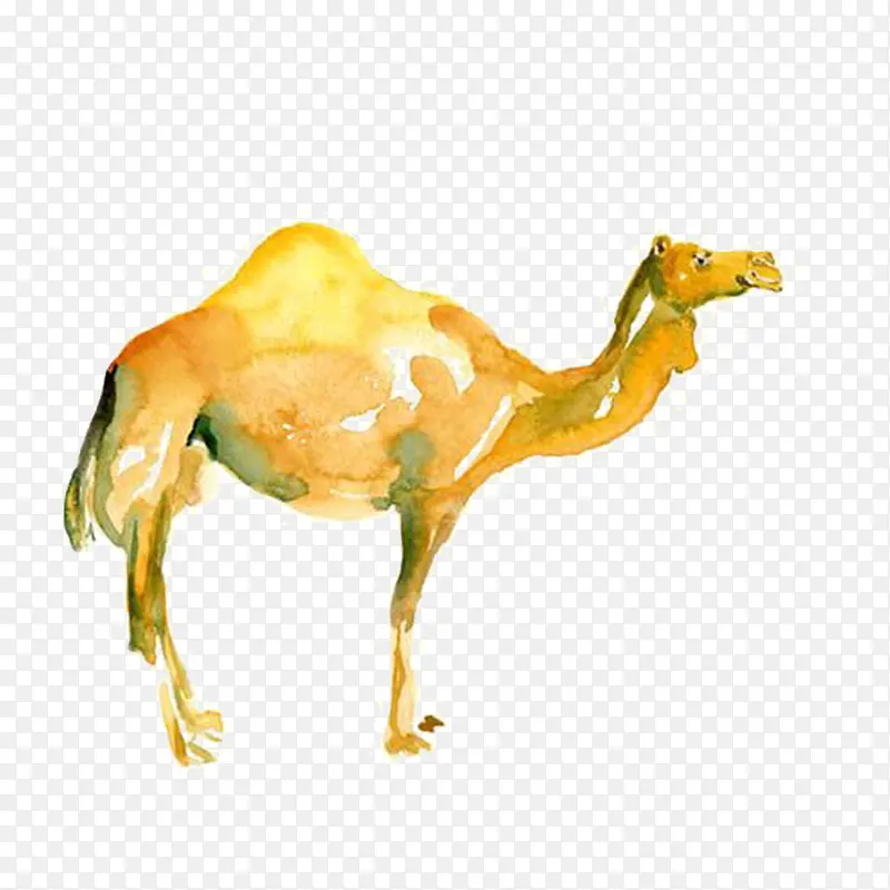 黄色手绘的骆驼素材