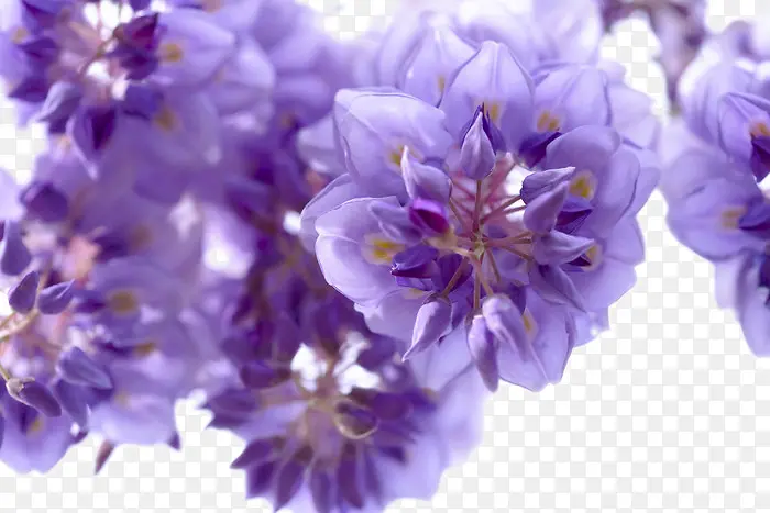 盛开的紫藤花图片素材