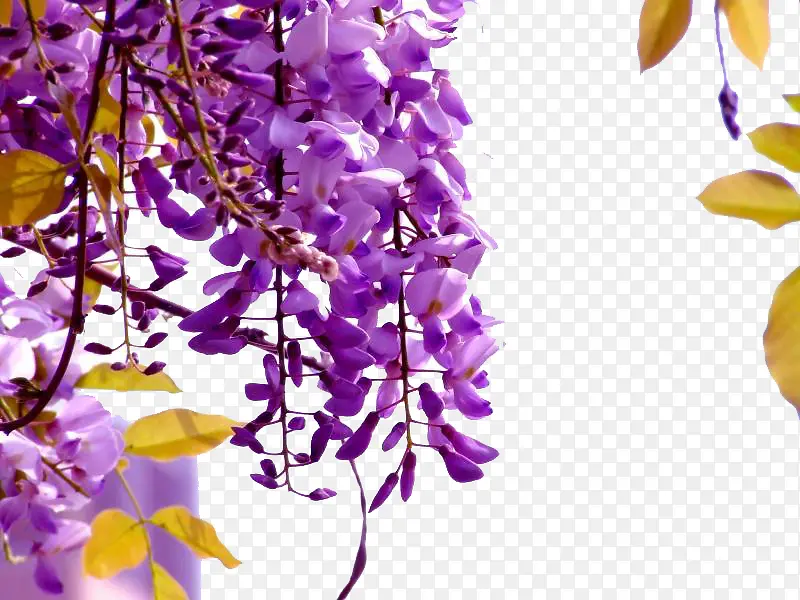 树枝上的紫藤花图片素材
