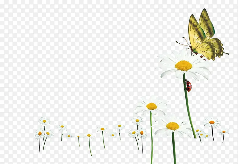 野花与蝴蝶