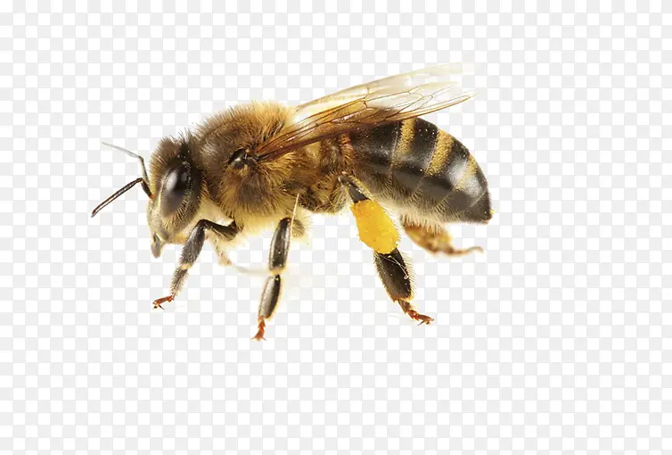 免抠素材蜜蜂图片
