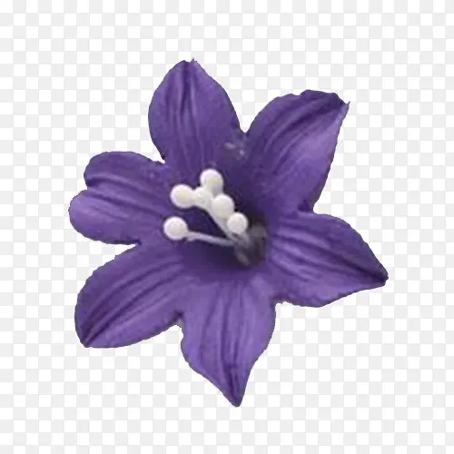 紫色百合花卉