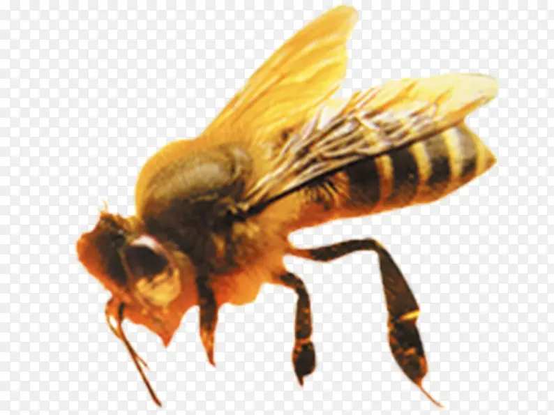 采蜜的小蜜蜂素材图片