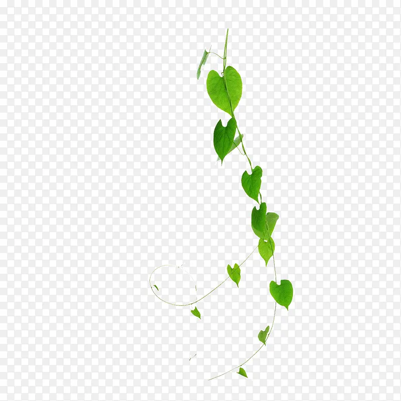 绿色植物树叶藤蔓元素