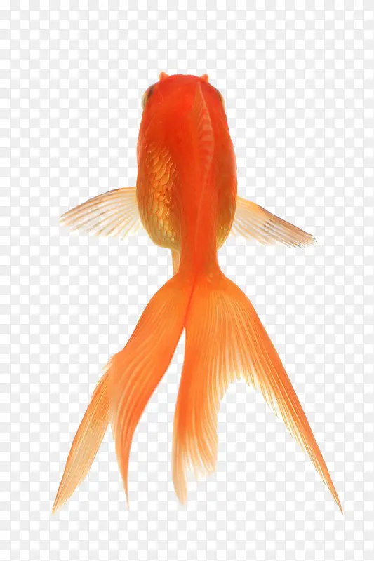 红色小金鱼