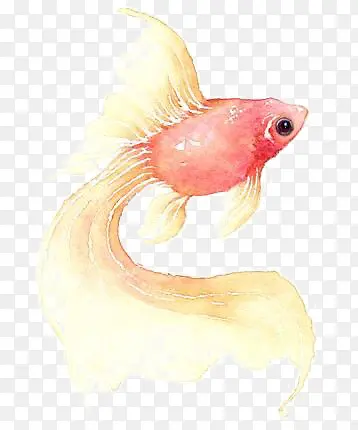 金鱼