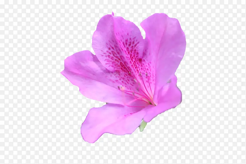 一朵紫红色的花苞杜鹃花瓣