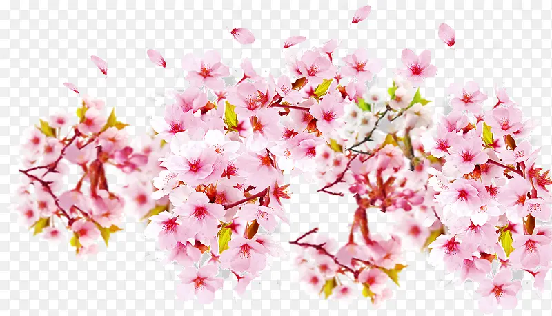 樱花节粉色樱花背景