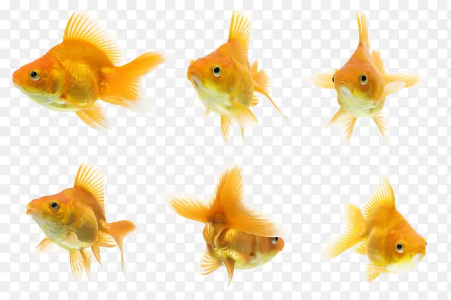 六条各式各样的小金鱼