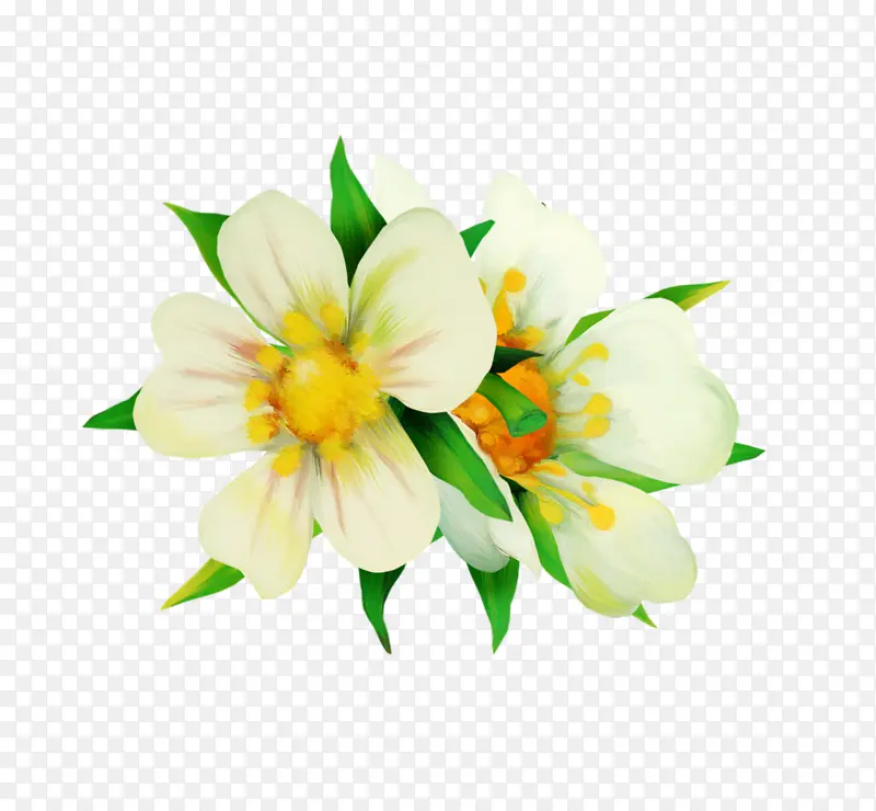 高清白色花朵