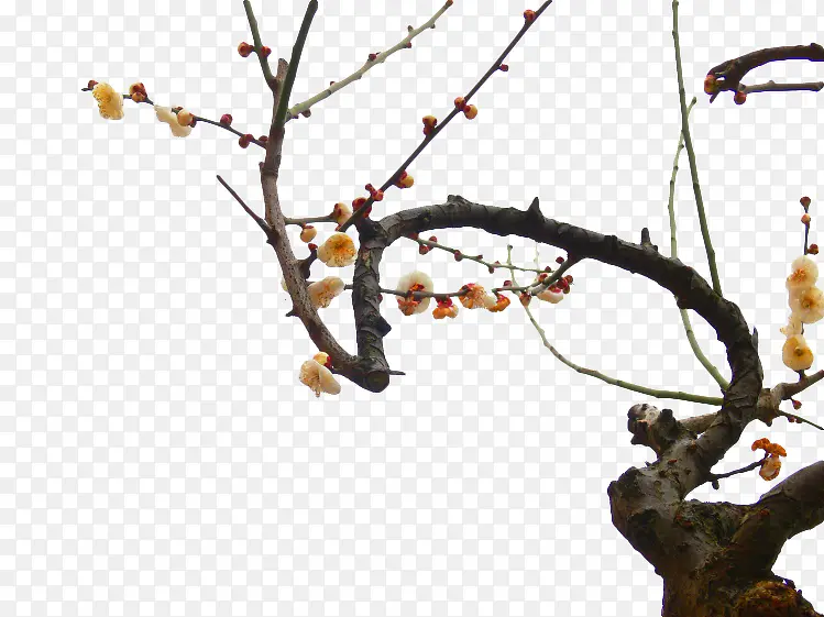 黄色梅树梅花PNG图片素材下载_图片编号qaxazvxy-免抠素材网