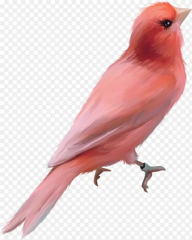 美丽的红色小鸟