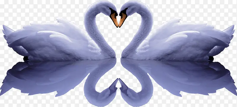 浪漫天鹅免抠png图片