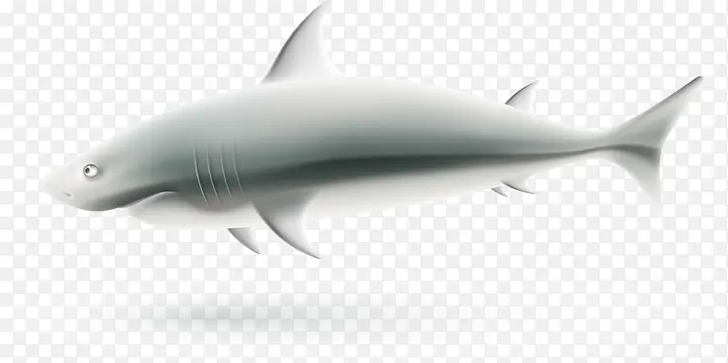 矢量手绘大白鲨