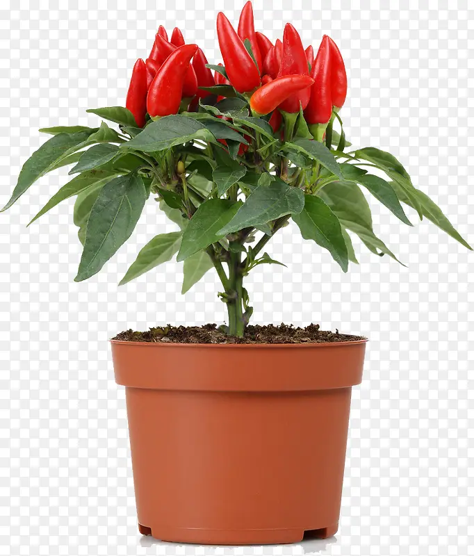 生长的红辣椒