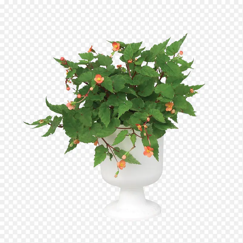 绿色植物PNG图片素材下载_图片编号ygmlevjy-免抠素材网