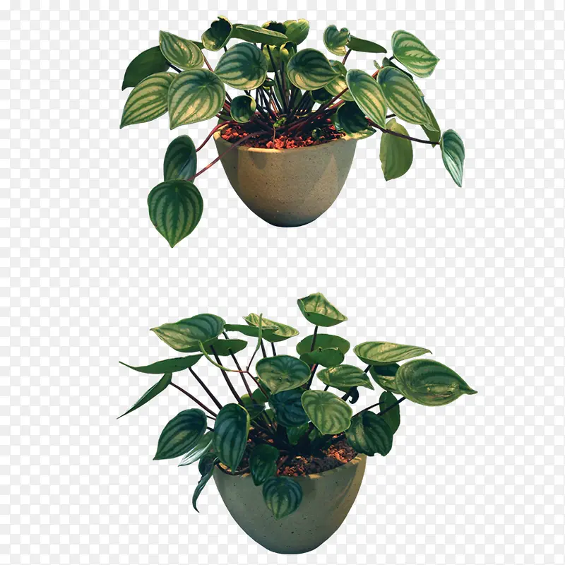 绿色植物PNG图片素材下载_图片编号yzbokagy-免抠素材网