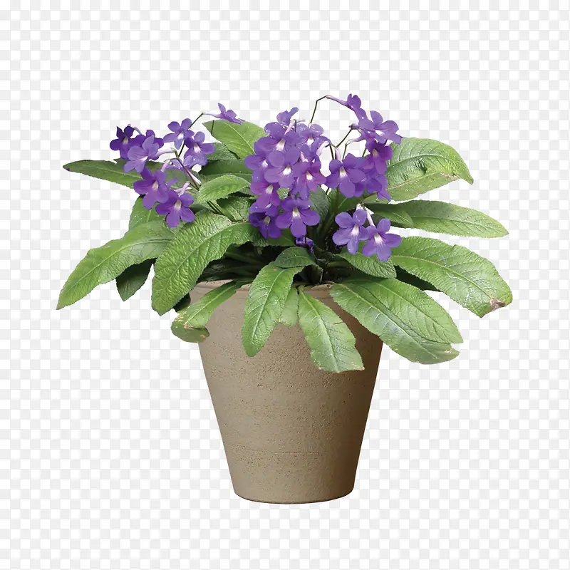 绿色植物PNG图片素材下载_图片编号yxbjomey-免抠素材网