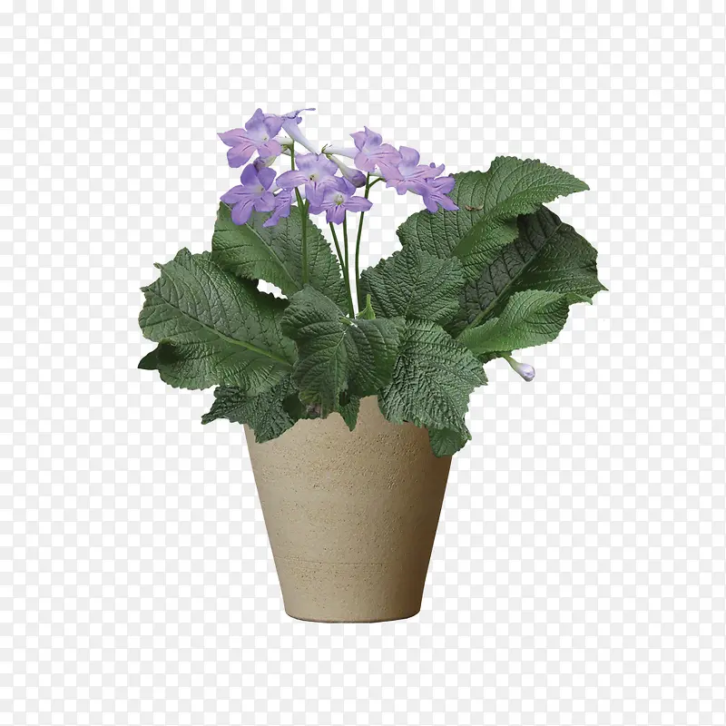 绿色植物PNG图片素材下载_图片编号qadrnggy-免抠素材网