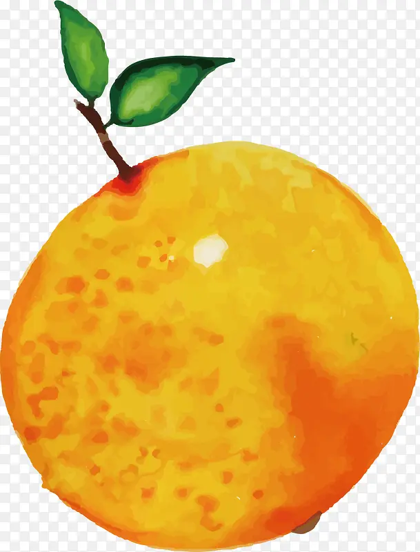 矢量图手绘的橙子